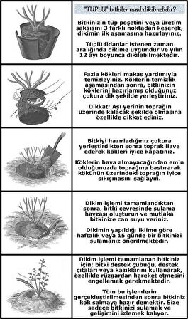 Isparta Gülü Fidanı Poşetli Tüp 1 Adet 15-25 Cm