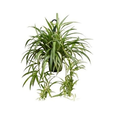 Chlorophytum comosum Kurdele Çiçeği 10-30 cm Saksıda