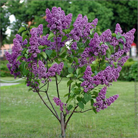 2 Yaşında, 50-80 cm Mor Leylak Ağacı (Syringa vulgaris) Fidanı - Bahçeniz İçin Renk ve Koku