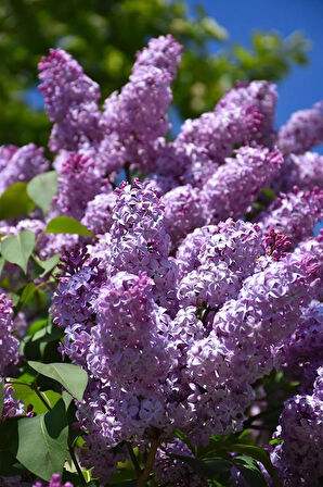 2 Yaşında, 50-80 cm Mor Leylak Ağacı (Syringa vulgaris) Fidanı - Bahçeniz İçin Renk ve Koku