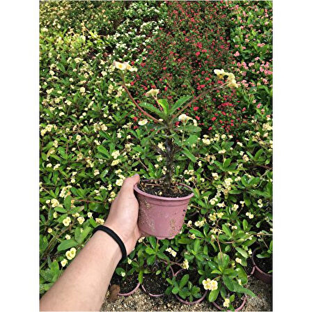 Krem Dikenler Tacı Fidanı 10-20 cm