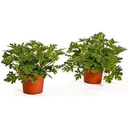 Üretim Saksılı Itır Çiçeği 2 Adet 15-25 cm