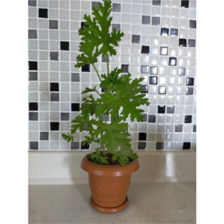 Sardunya Itır Çiçeği Fidanı 15-25 cm