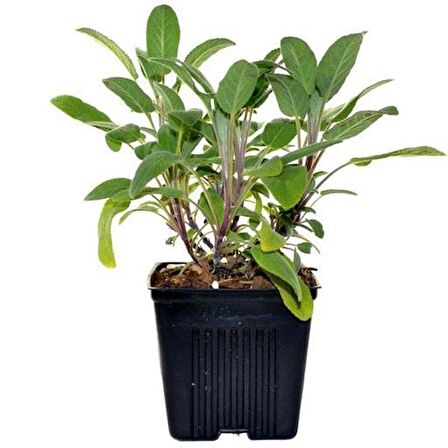 Tüplü Adaçayı Fidanı 20-30 Cm