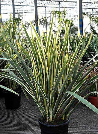 Doğaşık Alacalı Formiyum Fidanı Phormium Tenax Verigata 30-40 Cm Boylarında Tüplü Doğaşık