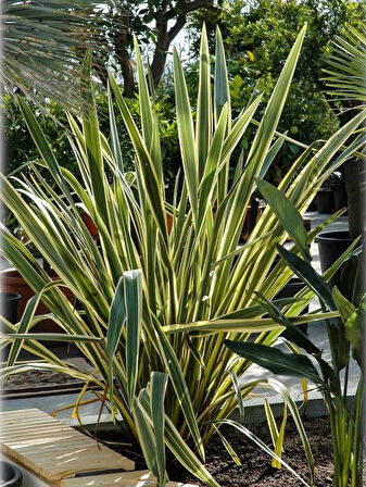 Doğaşık Alacalı Formiyum Fidanı Phormium Tenax Verigata 30-40 Cm Boylarında Tüplü Doğaşık