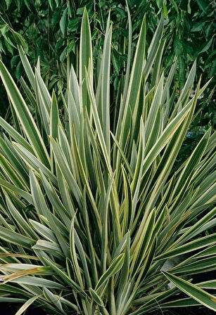 Doğaşık Alacalı Formiyum Fidanı Phormium Tenax Verigata 30-40 Cm Boylarında Tüplü Doğaşık