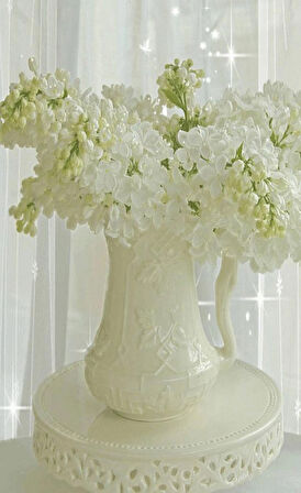 Beyaz Leylak Fidanı 30-60 cm boylarında 1-2 yaş arası saksılı