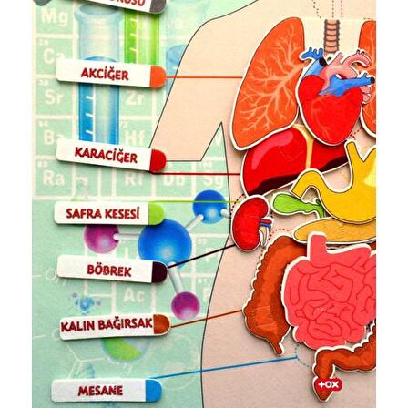 Tox Iç Organlar Sistemi Keçe Duvar Panosu , Eğitici Oyuncak