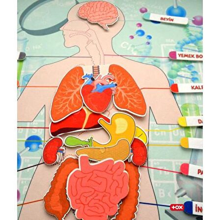 Tox Iç Organlar Sistemi Keçe Duvar Panosu , Eğitici Oyuncak