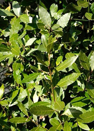 10 Adet Defne Ağacı (Laurus nobilis) Fidanı - Aromatik ve Dayanıklı, 1-2 Yaş Arası Tüplü