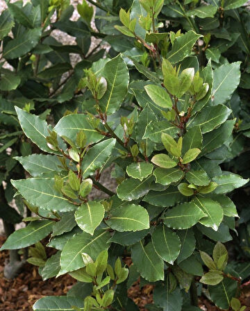 10 Adet Defne Ağacı (Laurus nobilis) Fidanı - Aromatik ve Dayanıklı, 1-2 Yaş Arası Tüplü