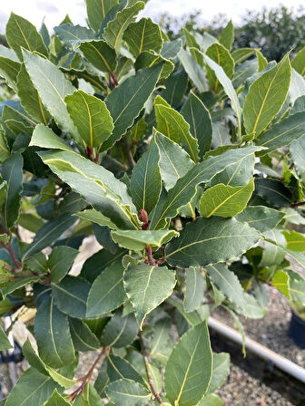 10 Adet Defne Ağacı (Laurus nobilis) Fidanı - Aromatik ve Dayanıklı, 1-2 Yaş Arası Tüplü