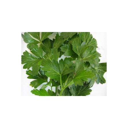 D`Giant İtaliana Maydanoz (İthal) 10 Gram