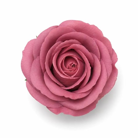 Gül Kurusu Kokulu İthal Kafa Gül 4,5 cm - 50 Adet