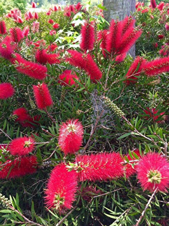 1-2 Yaş Arası Tüplü Fırça Çalısı (Callistemon) Fidanı - Göz Alıcı Kırmızı Çiçekler