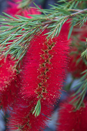1-2 Yaş Arası Tüplü Fırça Çalısı (Callistemon) Fidanı - Göz Alıcı Kırmızı Çiçekler
