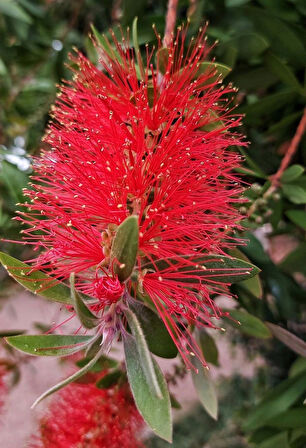 1-2 Yaş Arası Tüplü Fırça Çalısı (Callistemon) Fidanı - Göz Alıcı Kırmızı Çiçekler
