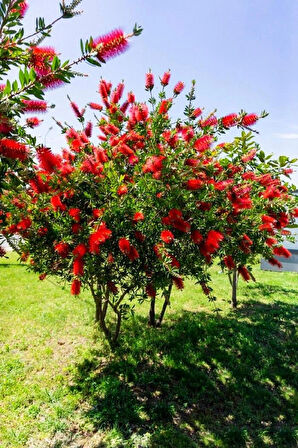 1-2 Yaş Arası Tüplü Fırça Çalısı (Callistemon) Fidanı - Göz Alıcı Kırmızı Çiçekler