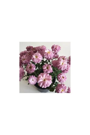 Kasımpatı Çiçeği Fidesi Pembe 10-20 cm