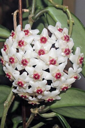 Mum Çiçeği (Hoya Carnosa) 10 CM üzeri