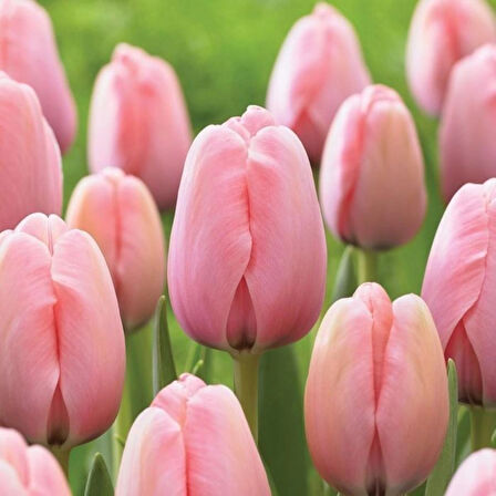 Pembe Lale Soğanı " Van Eijk" 5 Adet