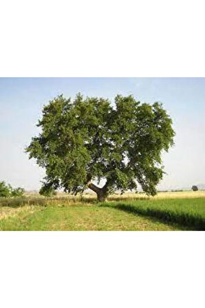 5 Adet Tohum Çınar Ağacı Tohumu Süpriz Hediye Bonsai Ağacı Tohumu