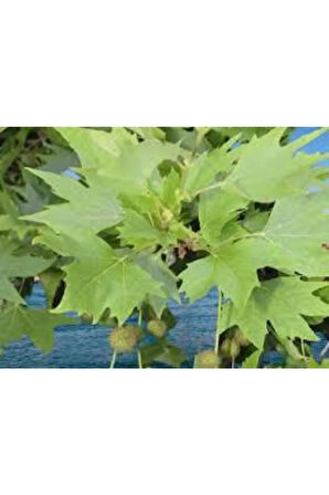 5 Adet Tohum Çınar Ağacı Tohumu Süpriz Hediye Bonsai Ağacı Tohumu