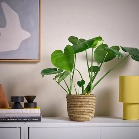IKEA SANDÖDLA rattan saksı , su sümbülü, 15 cm 