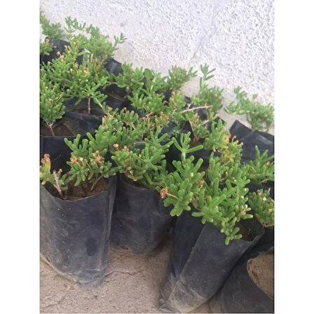 Acem Halısı Fidanı 1 Adet 10-20 cm