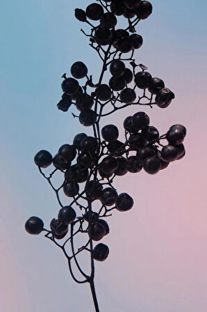 ORCHID EDP 90ML (3.04 FL. OZ).