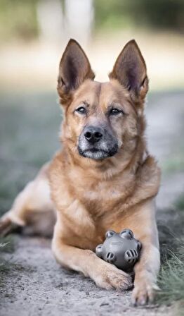 Organik Bomba Şekilli Diş Kaşıma ve Yakalama Köpek Oyuncağı 8.5cm