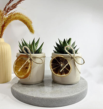 2 adet portakal geometrik saksı ve haowrthia limifolia sukulent 