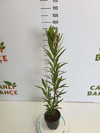 Zakkum Çiçeği Fidanı 30-50 Cm 1 Adet Nerium Oleander