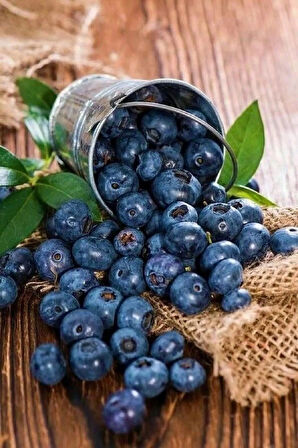 1-2 Yaş Arası Tüplü Yaban Mersini (Vaccinium corymbosum) Fidanı - Sağlıklı ve Lezzetli Mavi Meyveler