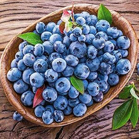 1-2 Yaş Arası Tüplü Yaban Mersini (Vaccinium corymbosum) Fidanı - Sağlıklı ve Lezzetli Mavi Meyveler