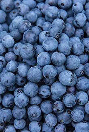 1-2 Yaş Arası Tüplü Yaban Mersini (Vaccinium corymbosum) Fidanı - Sağlıklı ve Lezzetli Mavi Meyveler