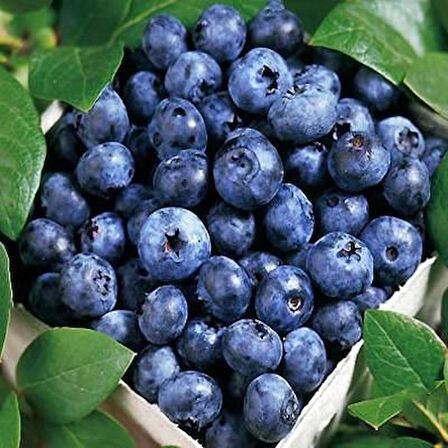1-2 Yaş Arası Tüplü Yaban Mersini (Vaccinium corymbosum) Fidanı - Sağlıklı ve Lezzetli Mavi Meyveler