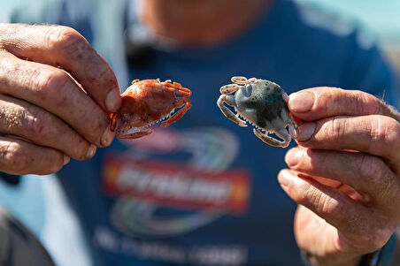 Berkley Gulp Peeler Crab LRF Silikon Yengeç Amber Glow-5 CM