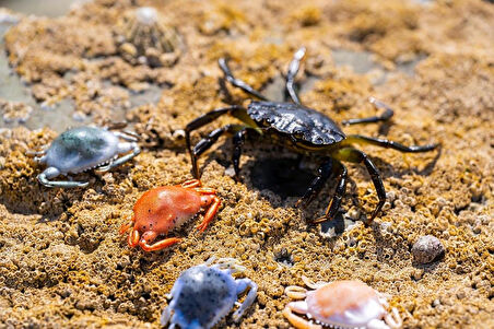 Berkley Gulp Peeler Crab LRF Silikon Yengeç Amber Glow-5 CM