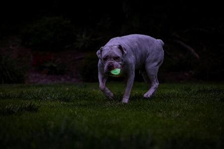 Chuckit! Max Glow Air Fetch Gece Parlayan Köpek Oyun Topu Orta Boy 6.5 Cm