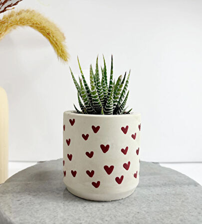kalpli saksı ve haworthia zebra