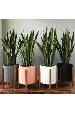 Sansevieria Paşa Kılıcı Peygamber Kılıcı