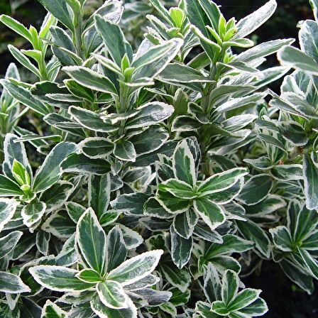 10 Adet Gümüş Taflan, saksıda, Euonymus japonicus Silver King