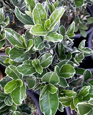 10 Adet Gümüş Taflan, saksıda, Euonymus japonicus Silver King