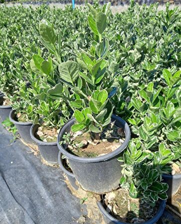 10 Adet Gümüş Taflan, saksıda, Euonymus japonicus Silver King