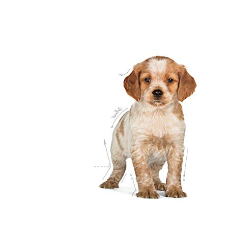 Royal Canin Orta Irklar için Yavru Kuru Köpek Maması 4kg