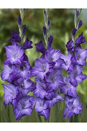 5 Adet Mavi Renkli Glayör Çiçek Soğanı