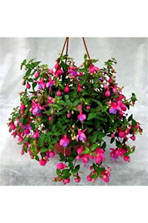 Küpe Küpeli Çiçeği 10-20 cm 