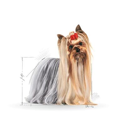 Royal Canin Yorkshire Terrier Yaş Köpek Maması 85g